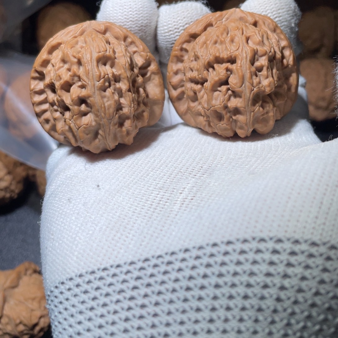 大叶紫檀（黑酸枝木类）全品白狮子