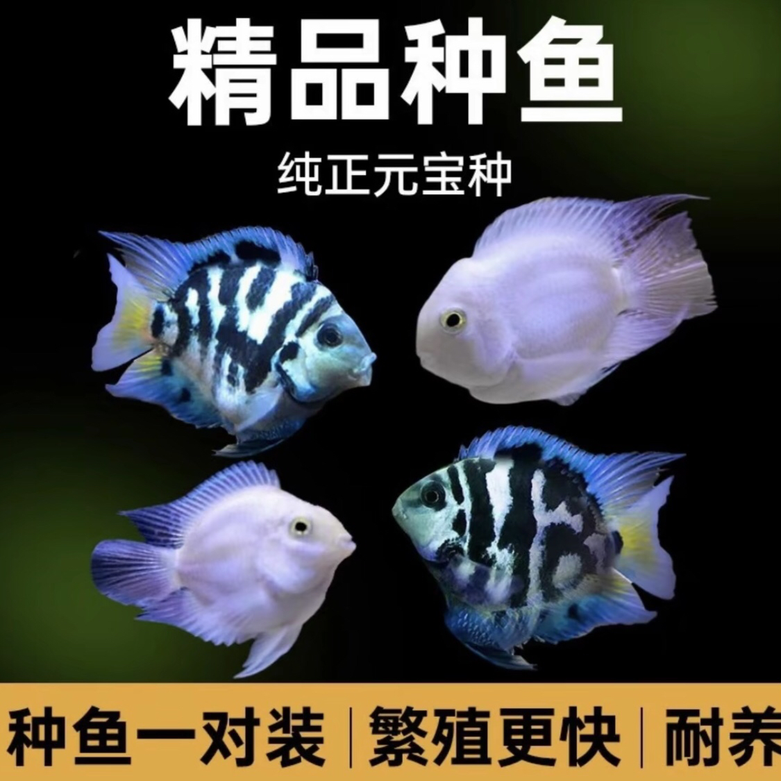 迷你鹦鹉鱼小型淡水热带观赏种鱼懒人易繁殖