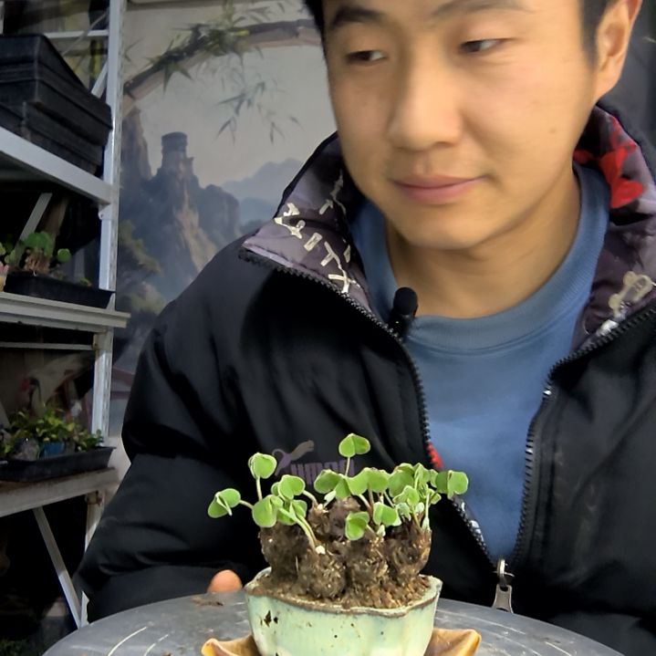 细*红中青园艺一物一拍花288