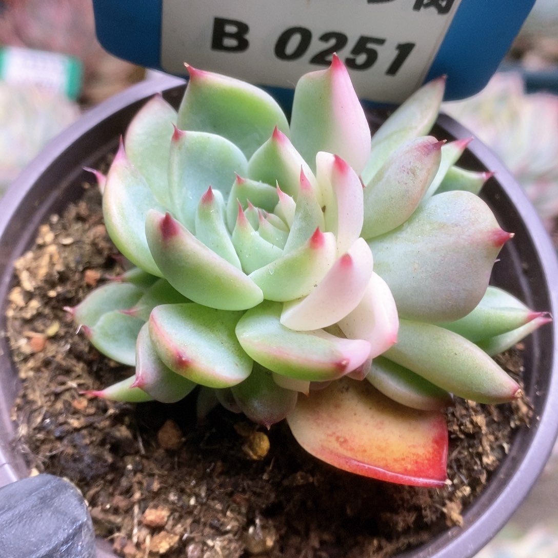 251锦锦锦锦锦锦锦