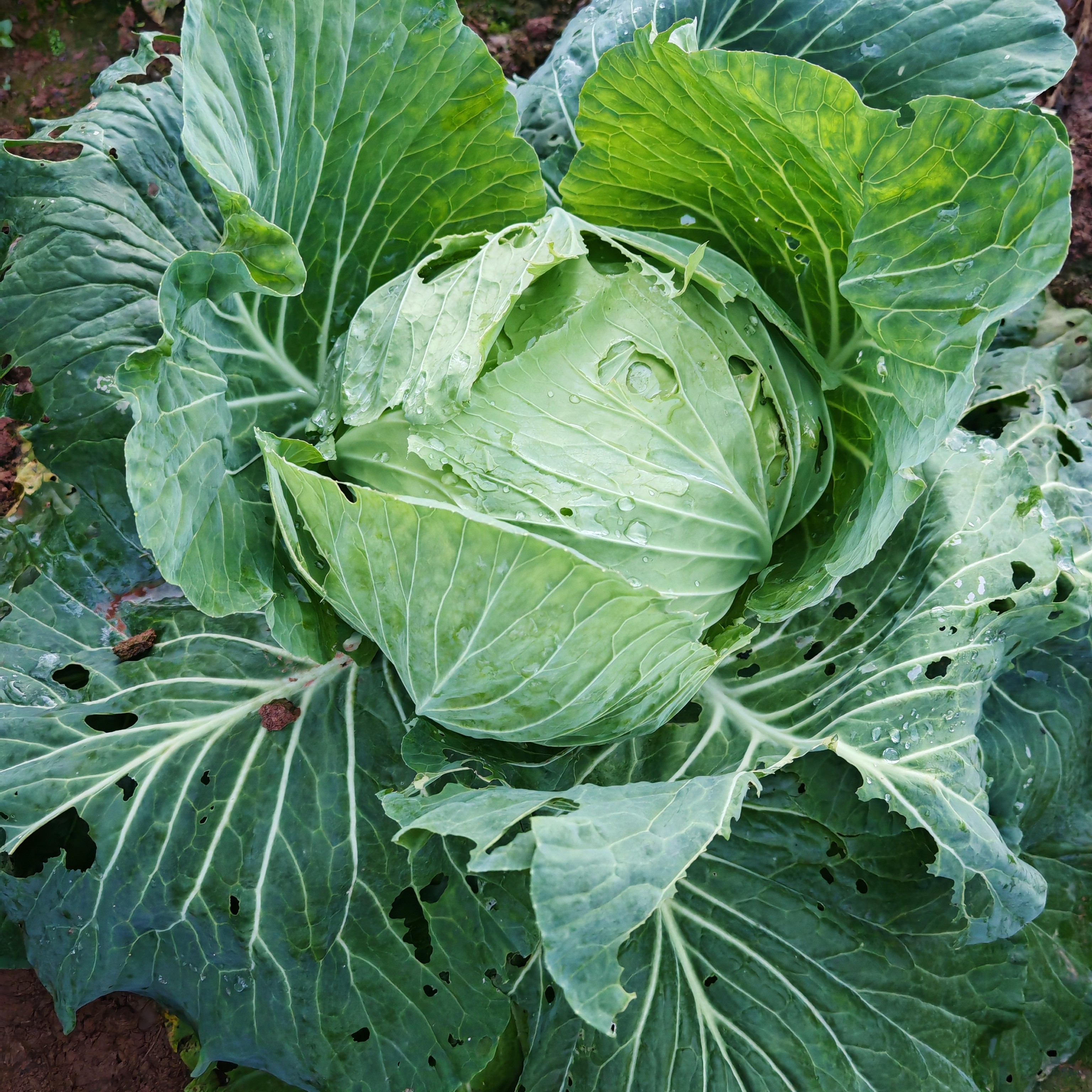 农家露天自种新鲜绿色包菜不打药