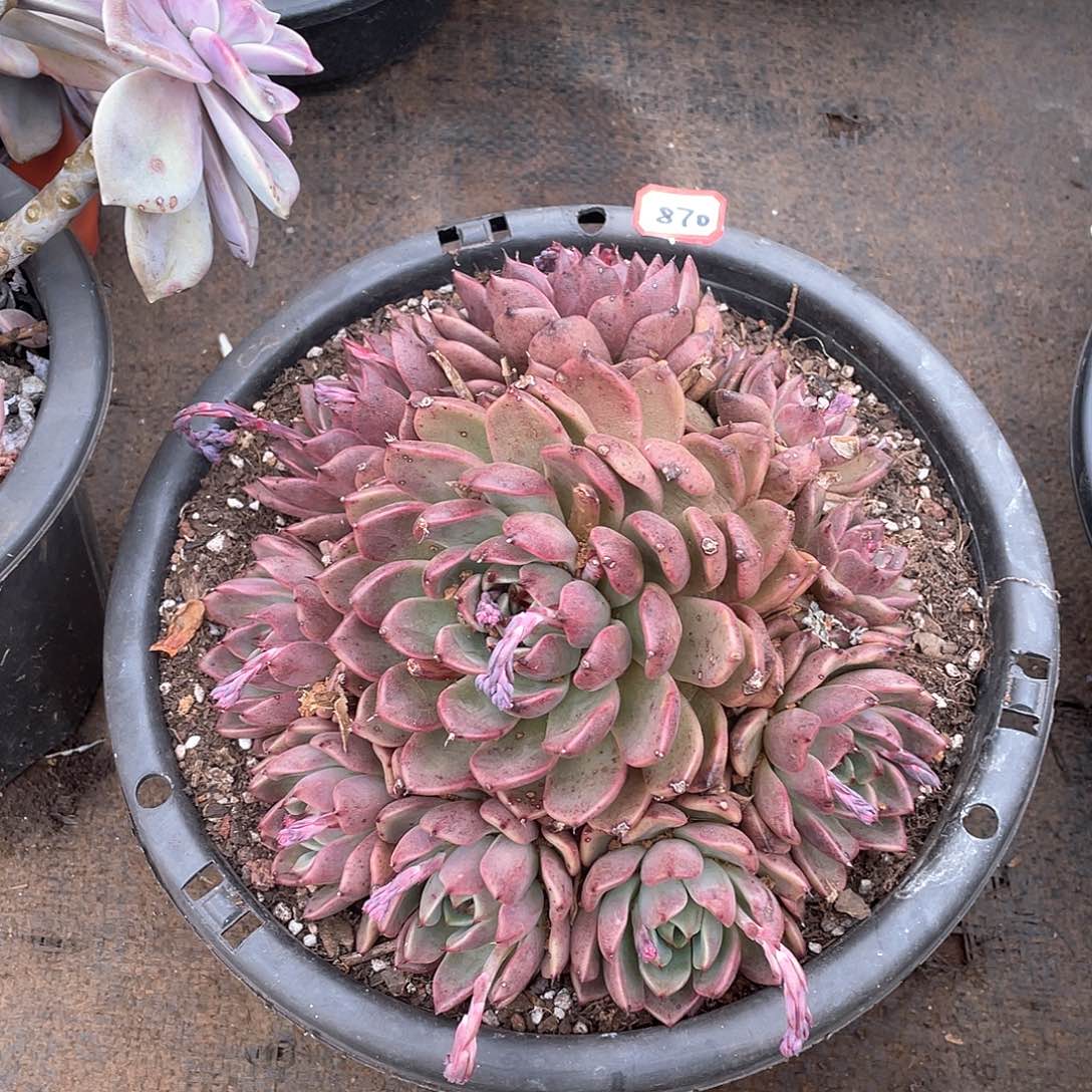 870黑水晶一物一拍多肉