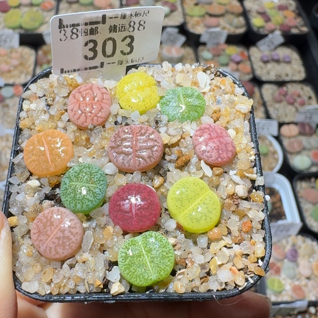 Sss精品便宜出303