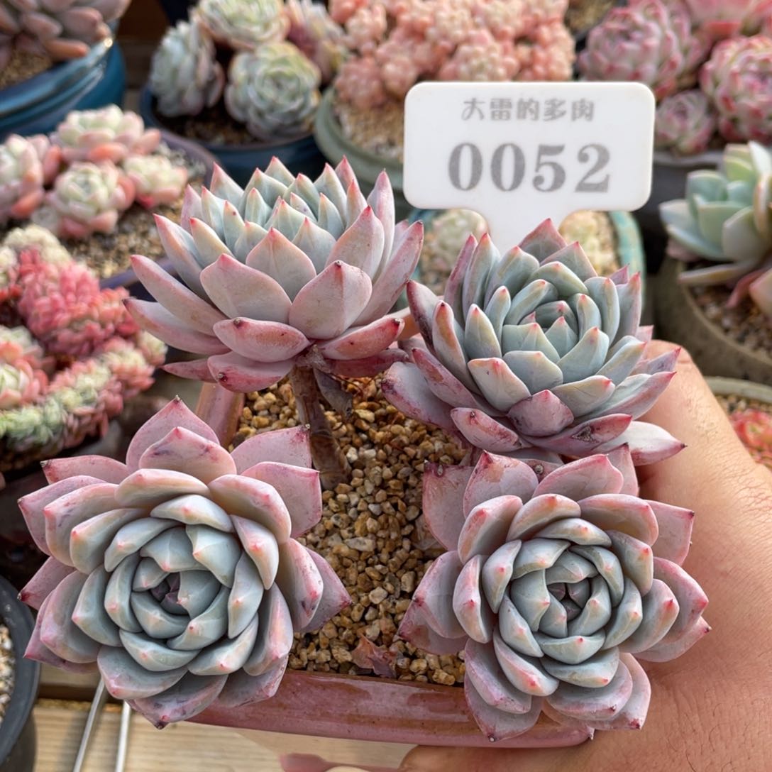 0052粉蓝鸟不带盆14厘米