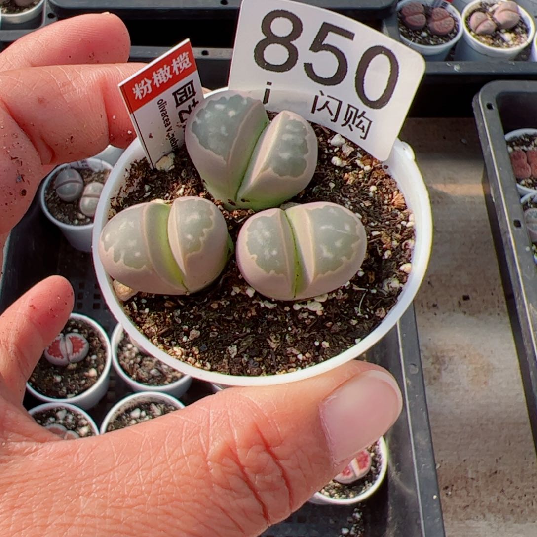 无花朵于*英我很喜欢这个J850