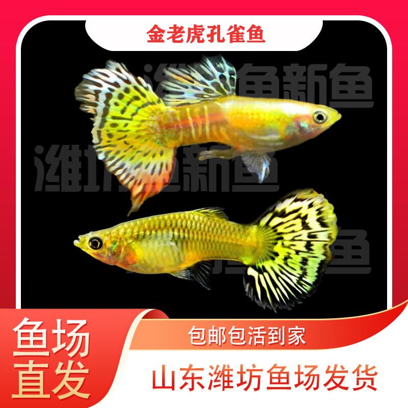   金老虎 孔雀鱼