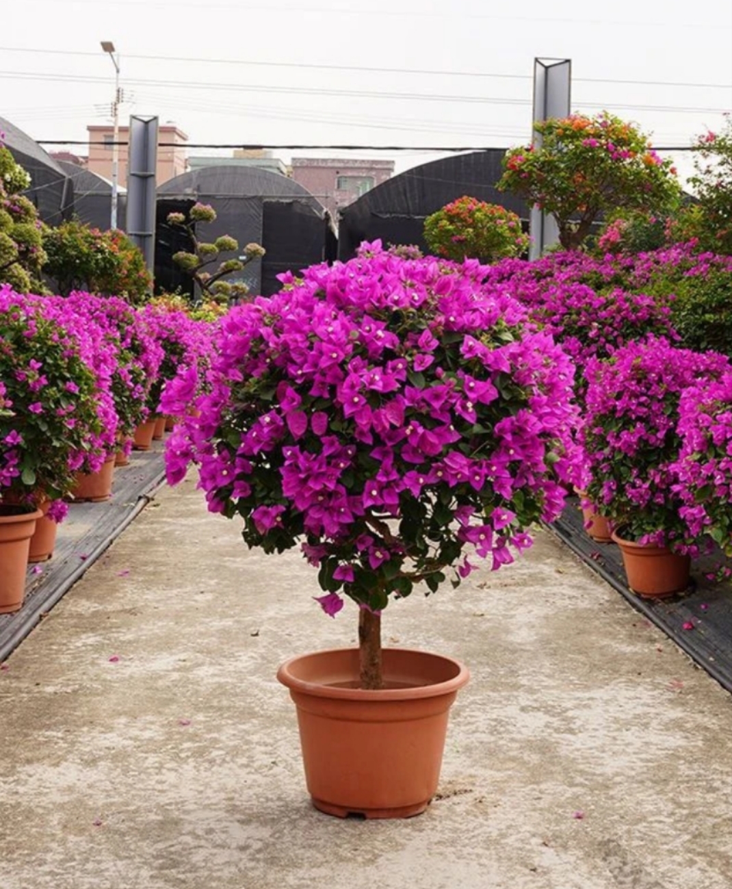 三角梅一物一拍 原土原盆 发货苗情已直播间为准1