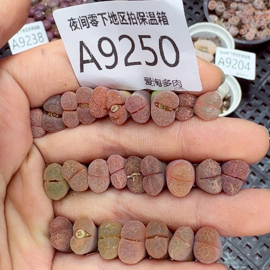 9250–-零下地区需拍保温箱
