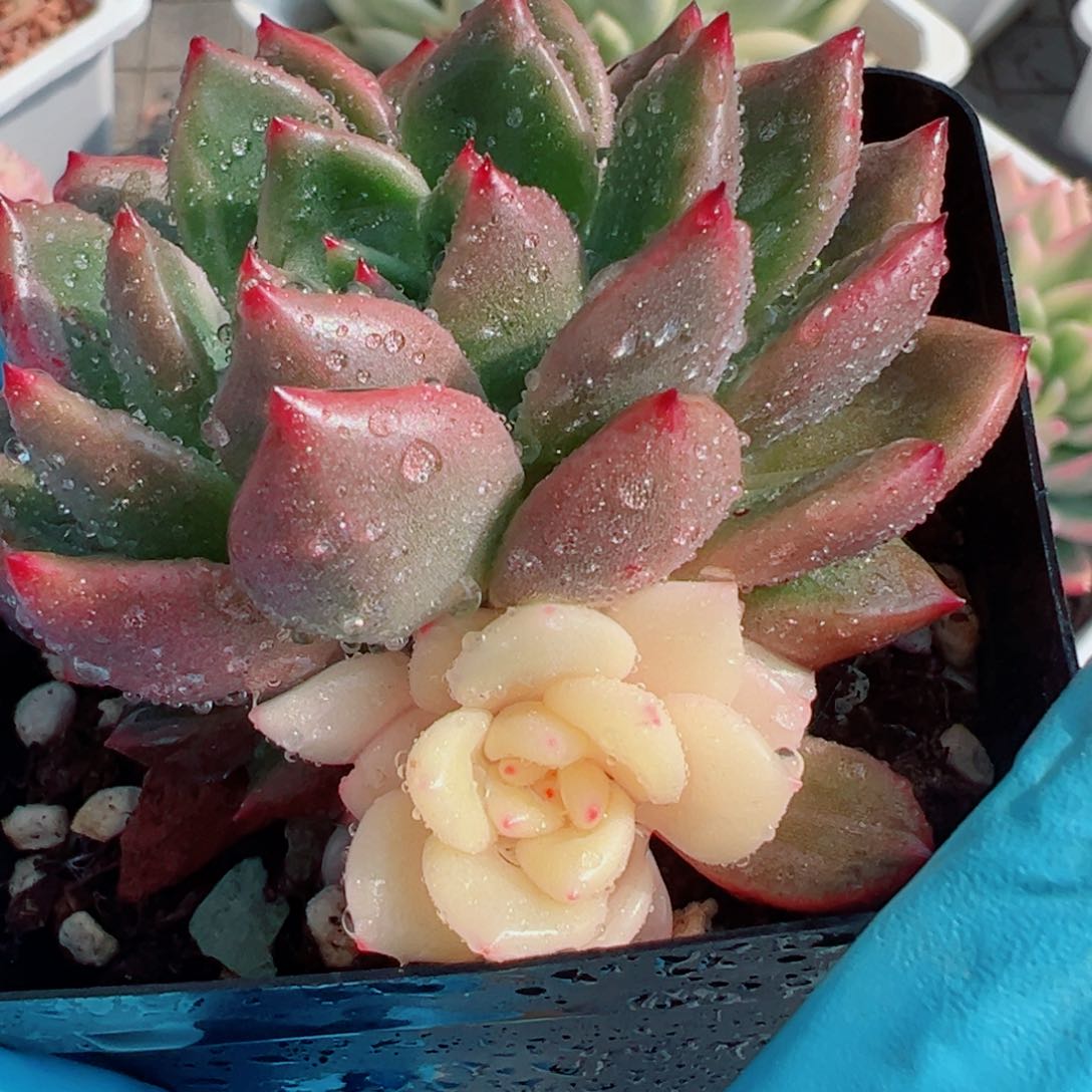 拉菲锦，阴阳锦多肉植物