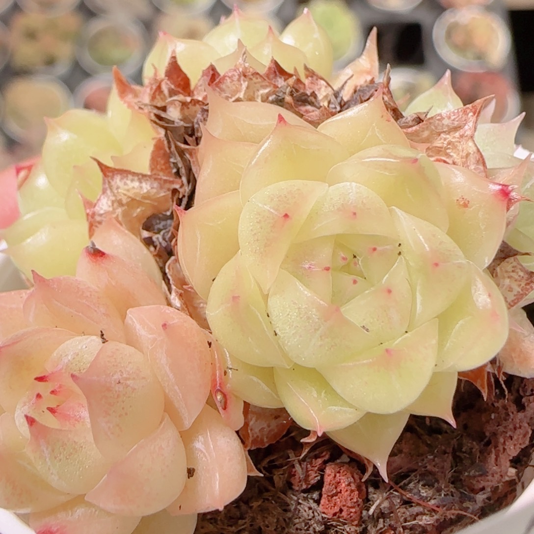 花语多肉1130-414散