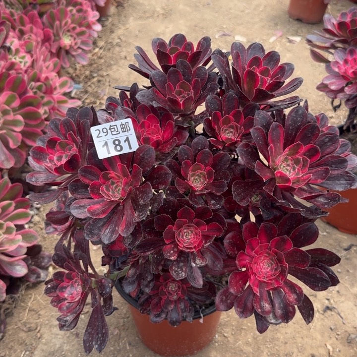 丽娜……多肉植物……