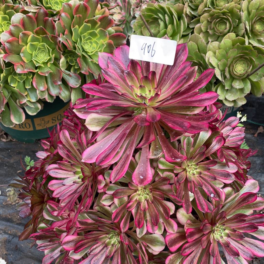 老五多肉90611111