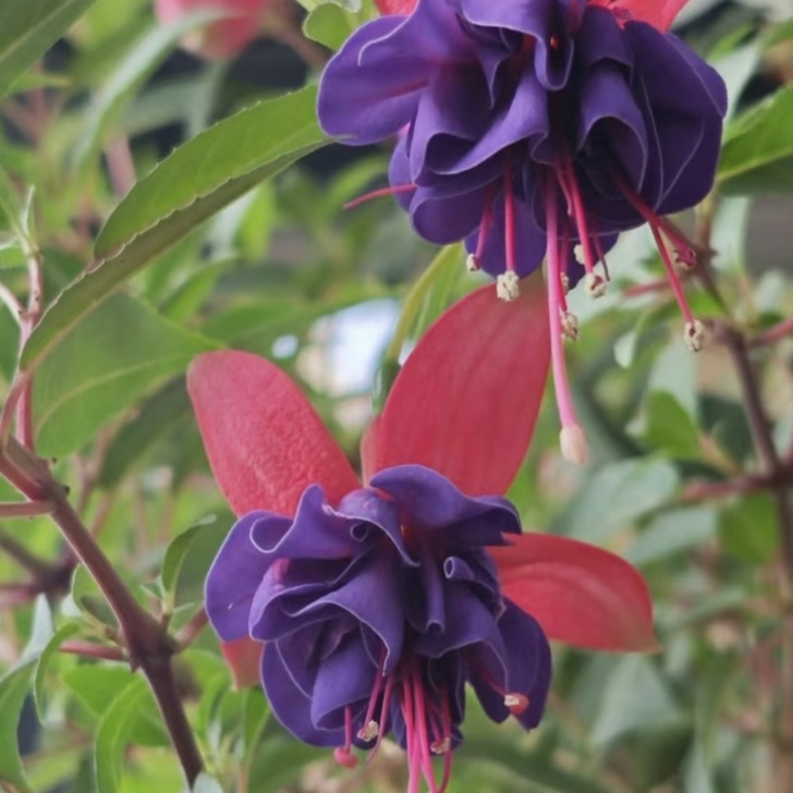 【紫石榴棒棒糖】倒挂金钟灯笼花 花期长花量大 庭院阳台易养护