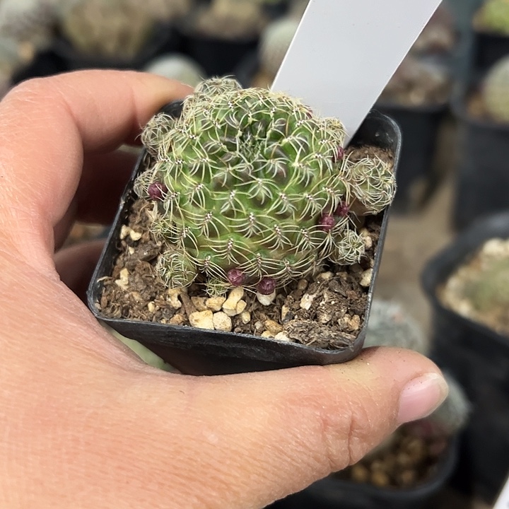 138、沟宝山有花苞盲盒