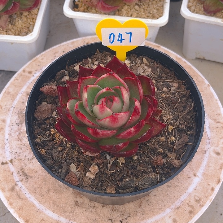 惊鸿仙子多肉植物47