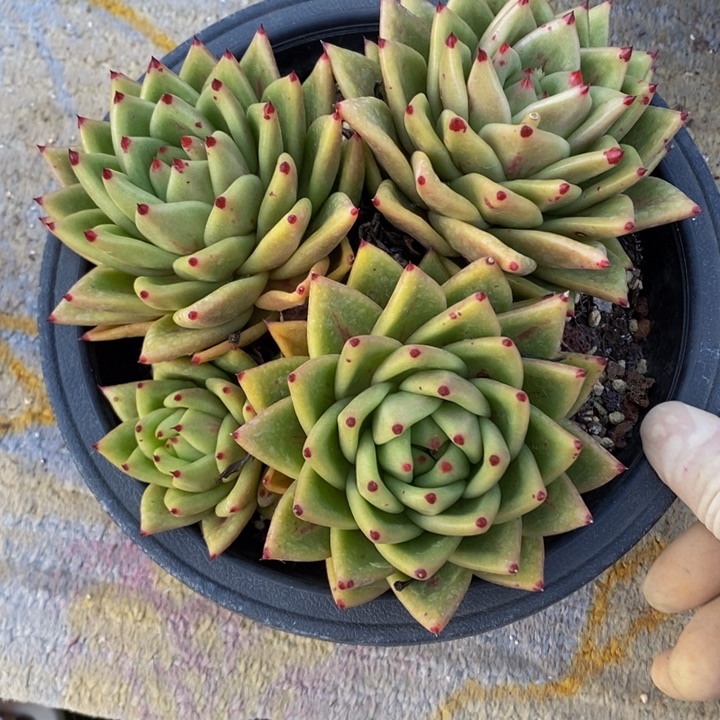 控养蔷薇老桩群生