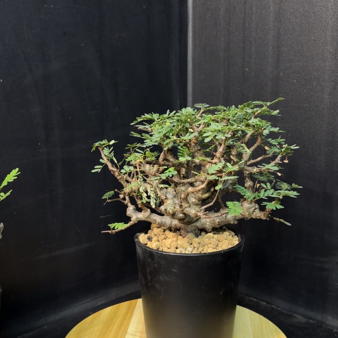 沙漠苏木带盆发货