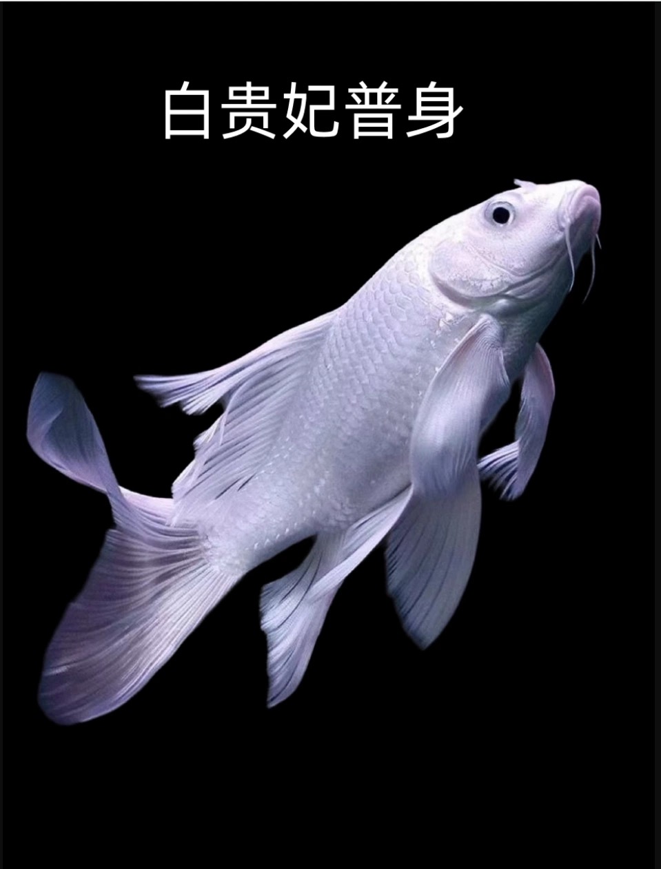 纯种台湾蝴蝶鲤贵妃体白普身大鳍大尾活体发货