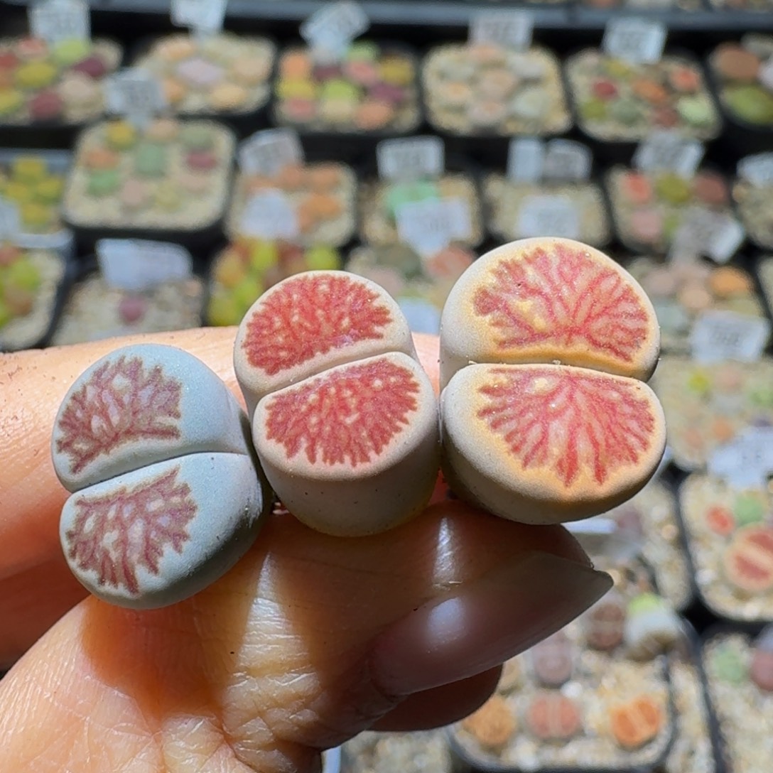 小***妈Ssss清仓福利了1430