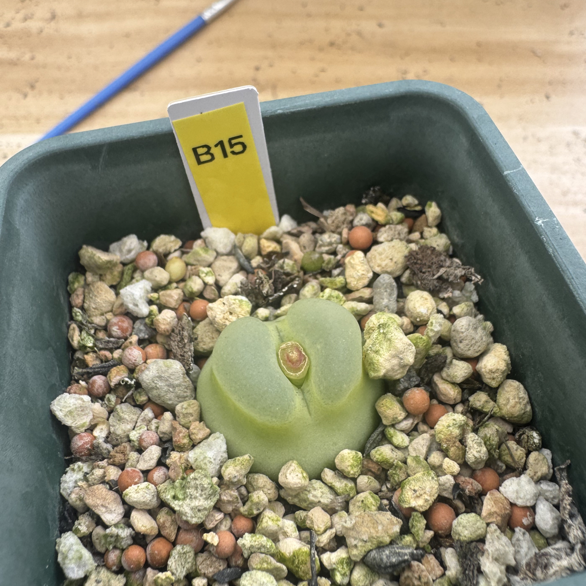 B15拉登番杏科阳台植物脱土发货