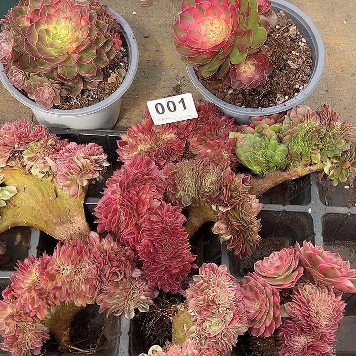 兜****精品多肉植物001组合