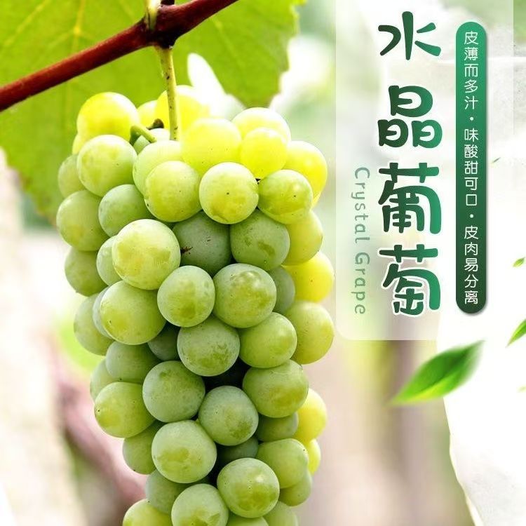 贵州水晶葡萄现摘现发农家自种青葡萄应季水果新鲜绿葡萄薄皮葡萄