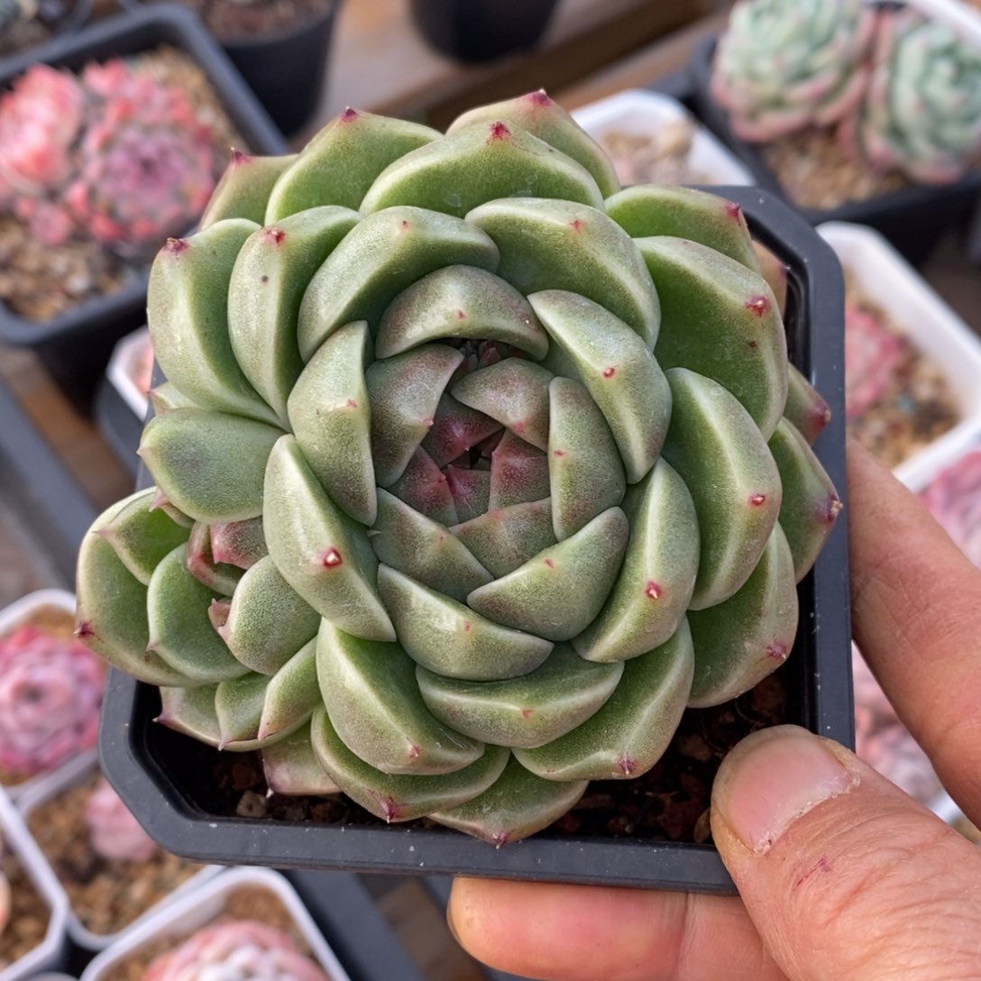 精品多肉一物一拍不包整69