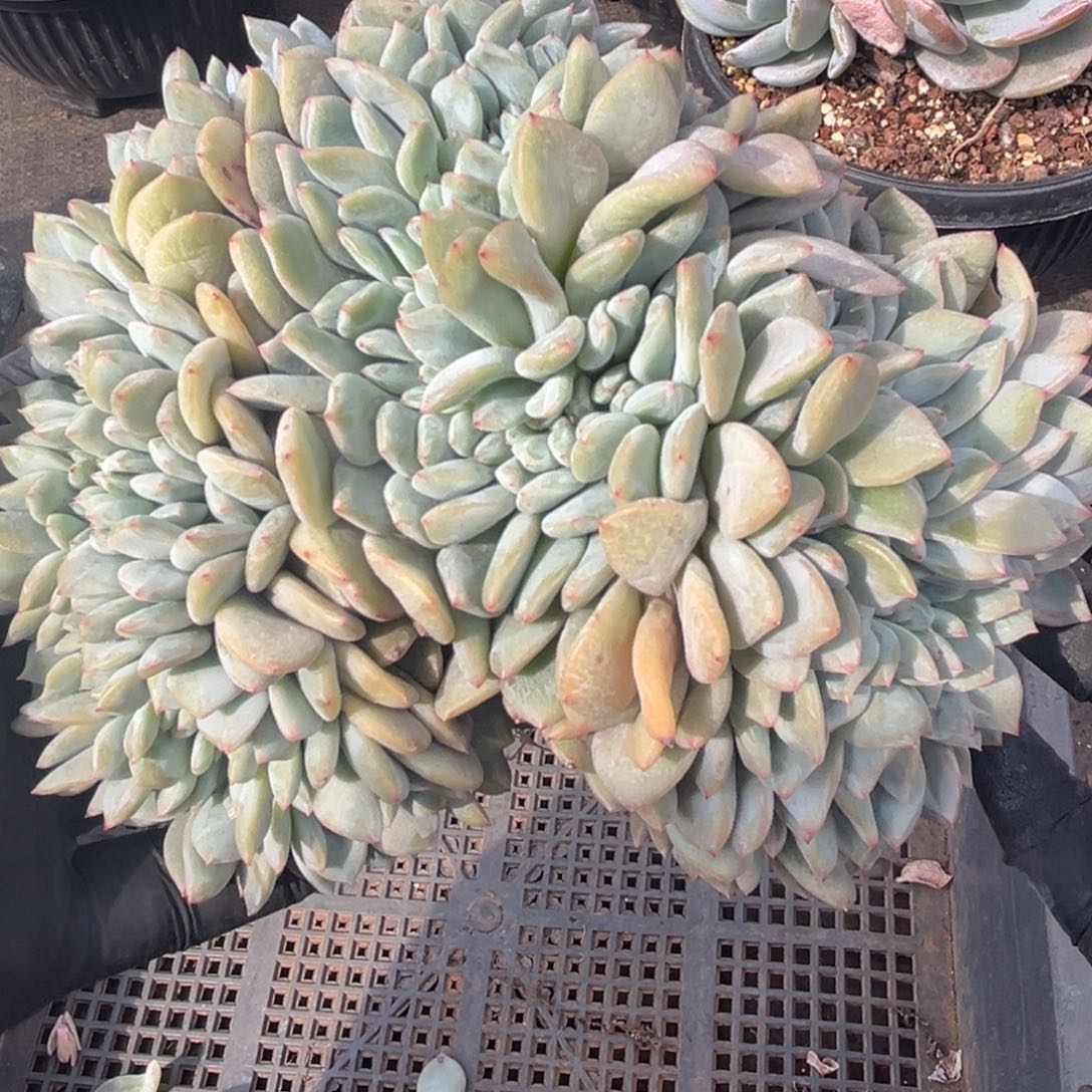 星影缀化122345668789989989