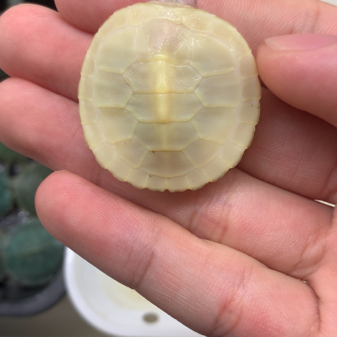 不分公母巴西彩龟