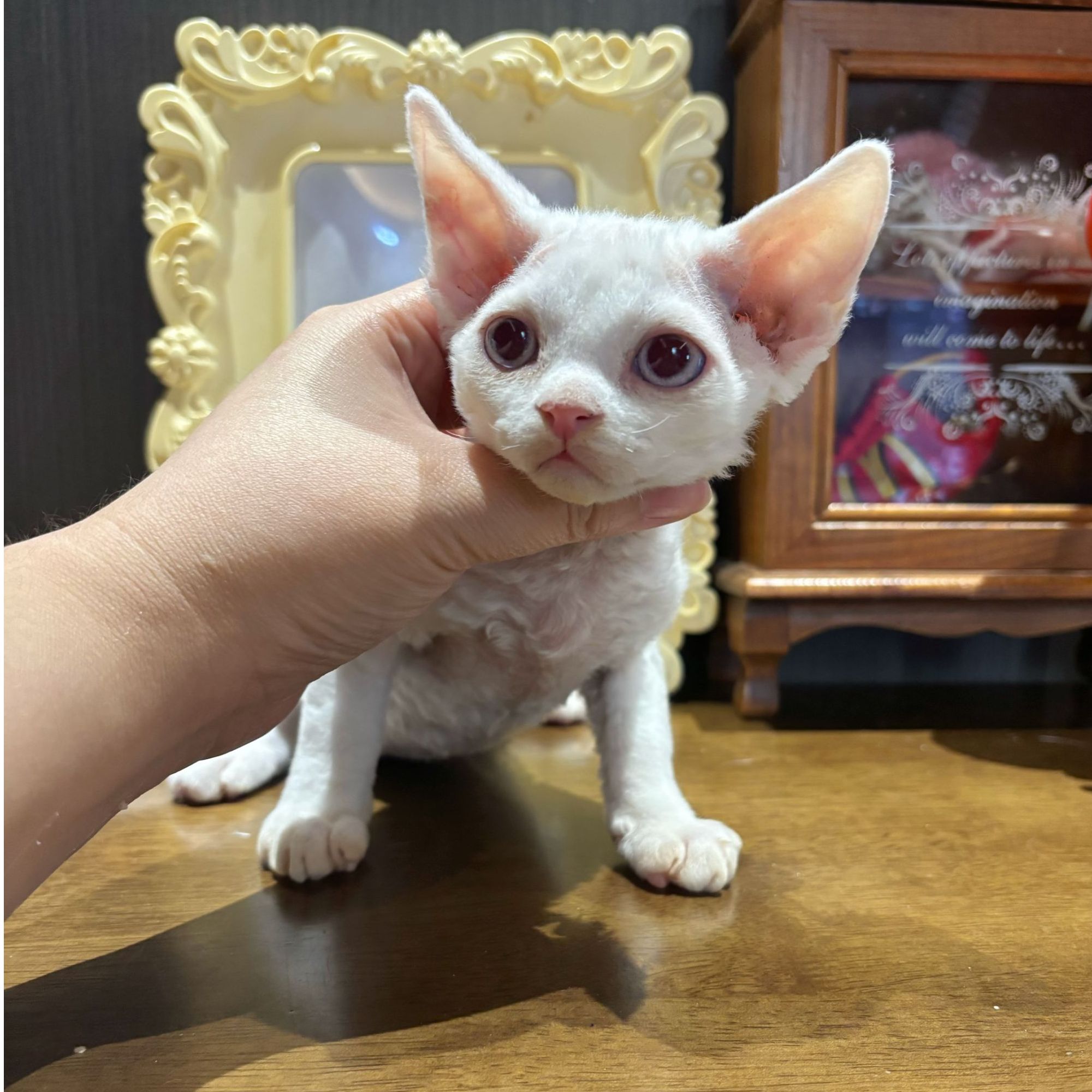 Mingxuan德文卷毛猫-小白猫咪