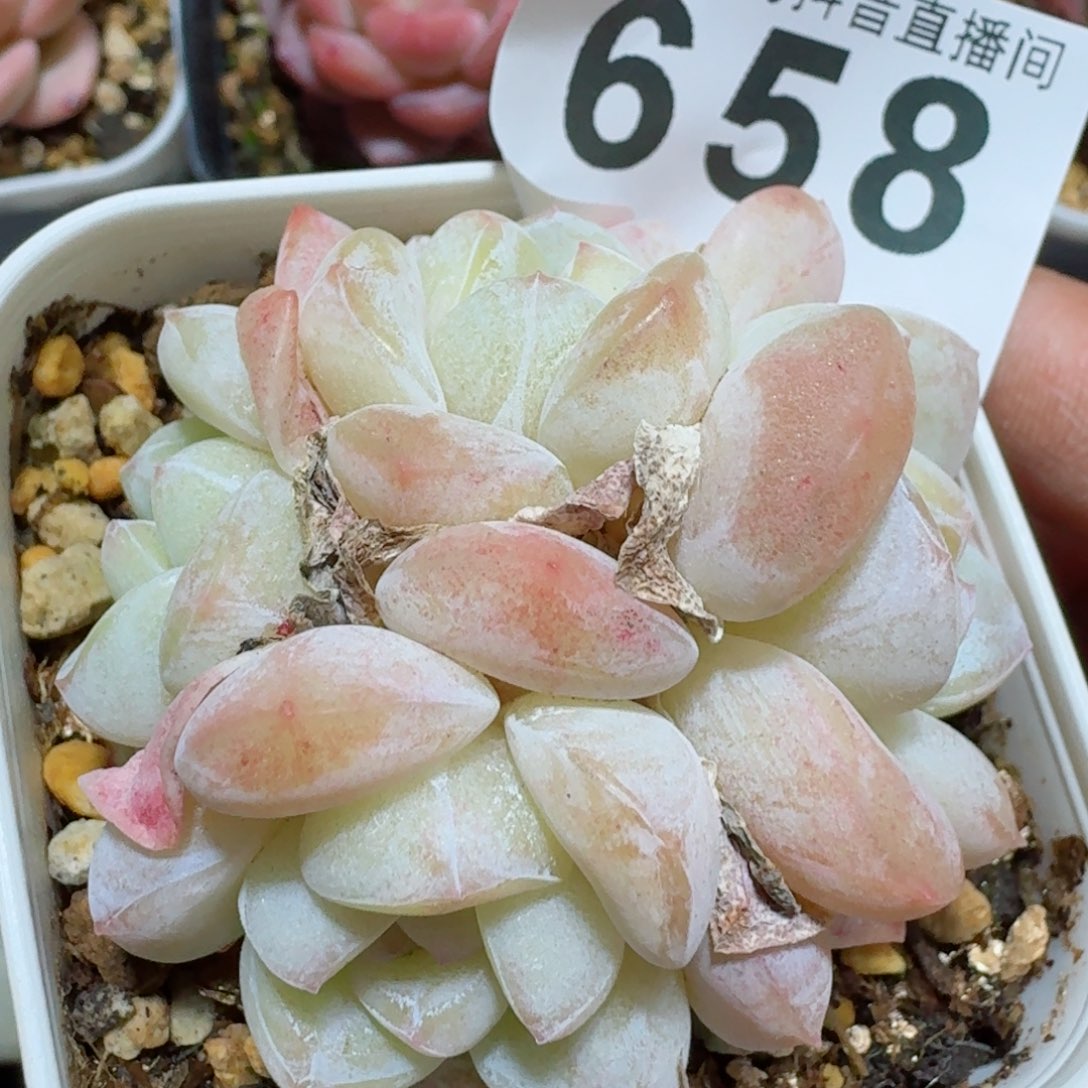 冰玉群生整装无砍