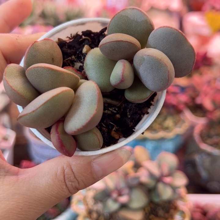 一物一拍，感谢支持