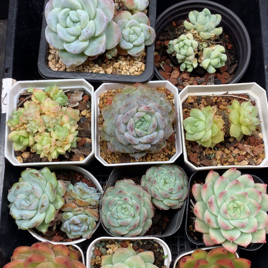 1109-98 套餐一组