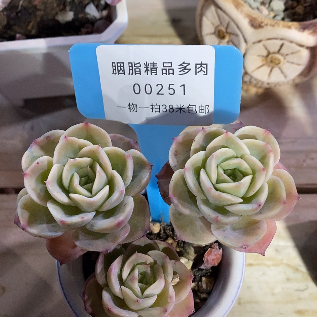 00251号咯我璐璐小雨