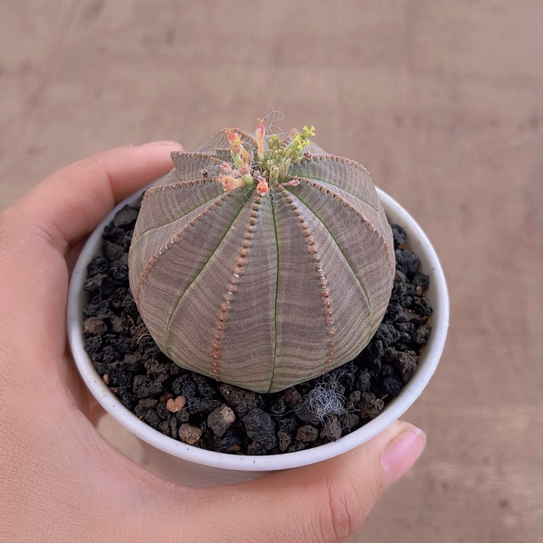 实生布纹球多肉植物