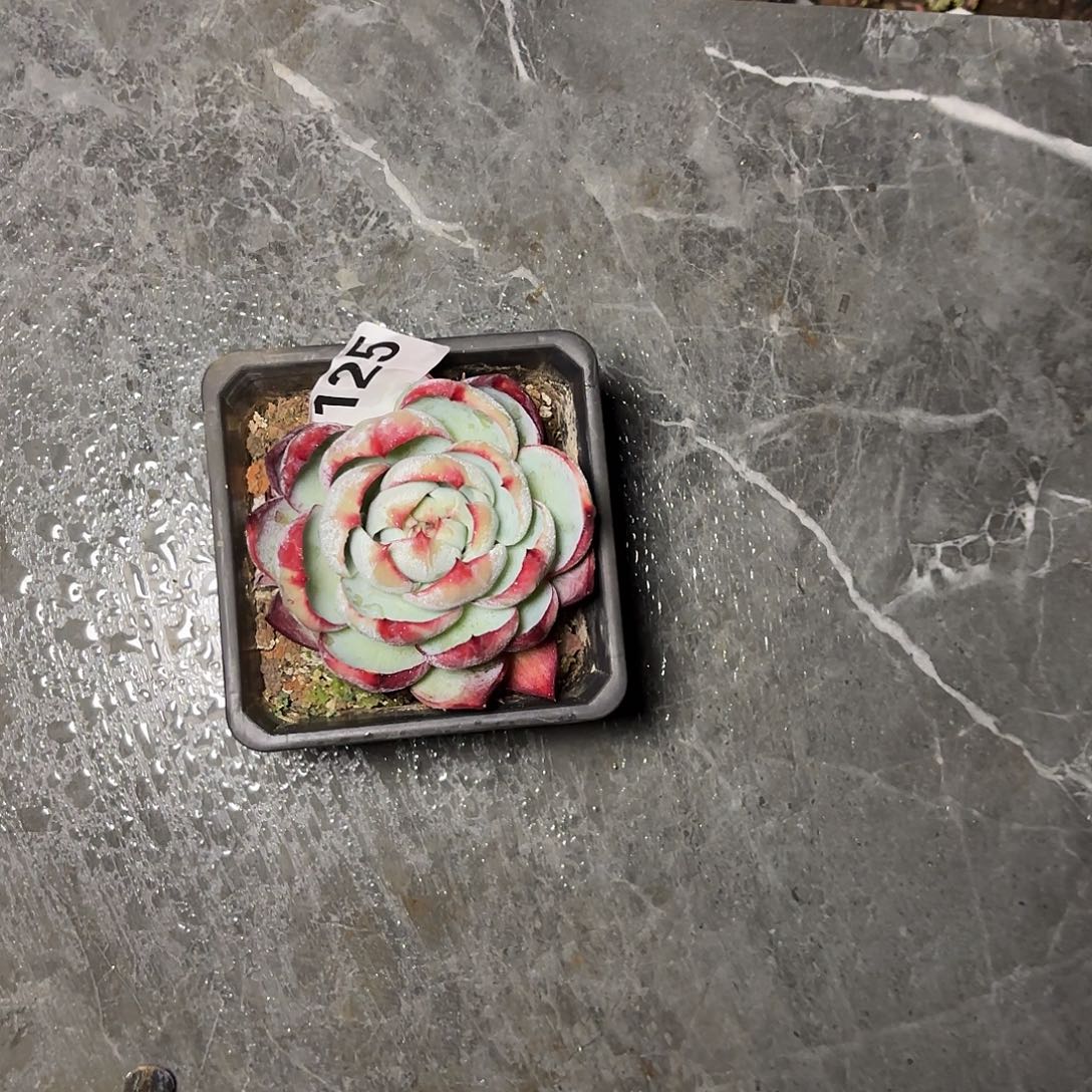 贝***杨125惊鸿一可冰玉冰玉