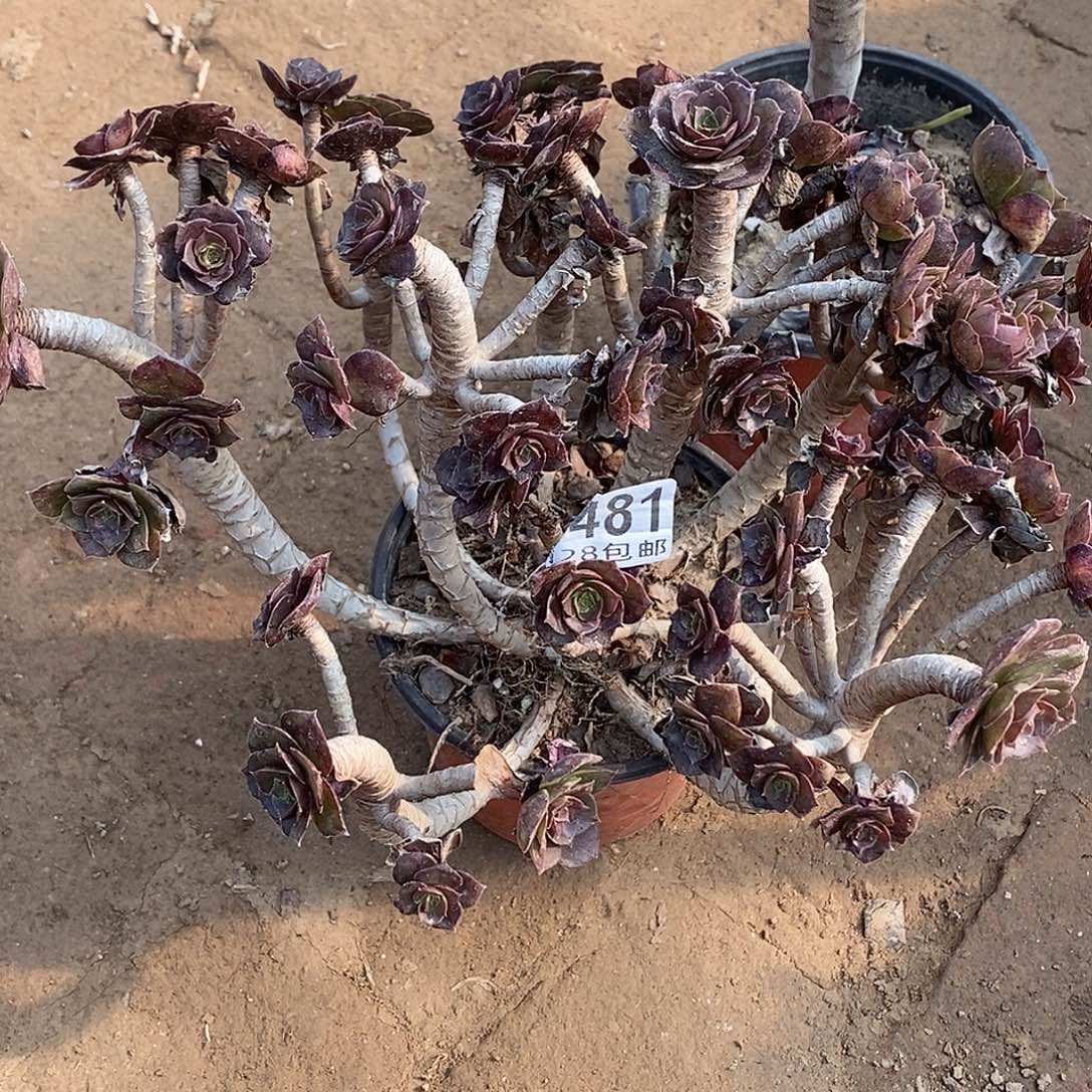 遇***.481 一物一拍不包断枝包邮