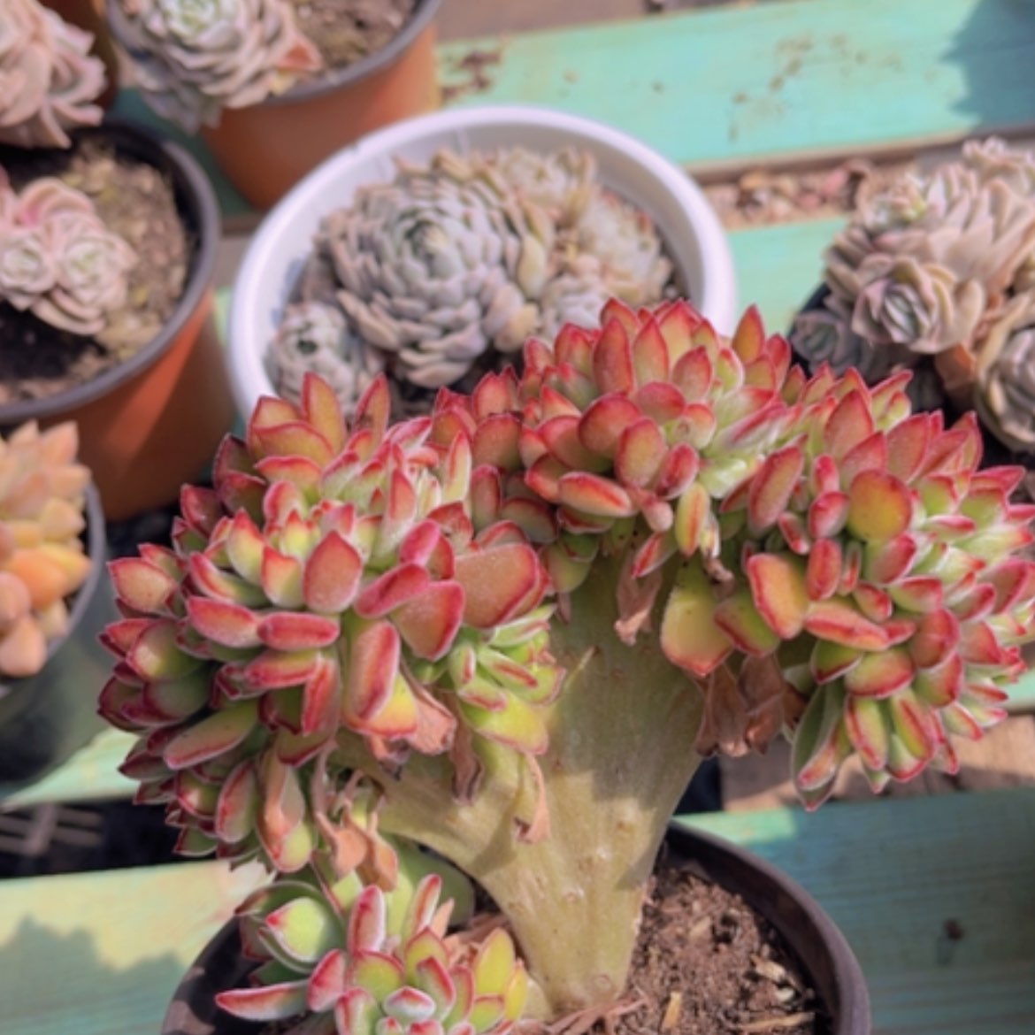 【闪购商品】红兔耳缀20154