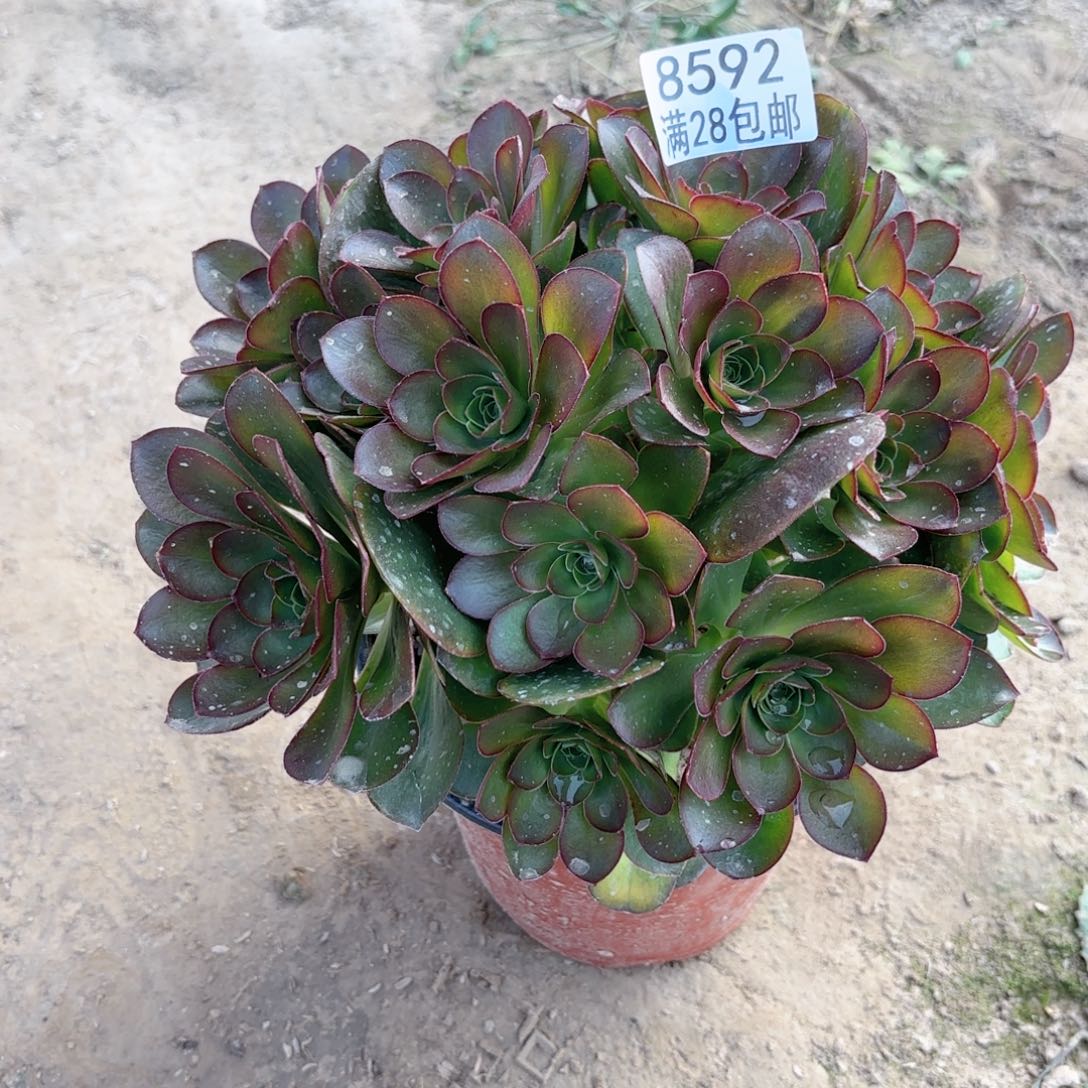 8599媚金玫瑰多肉