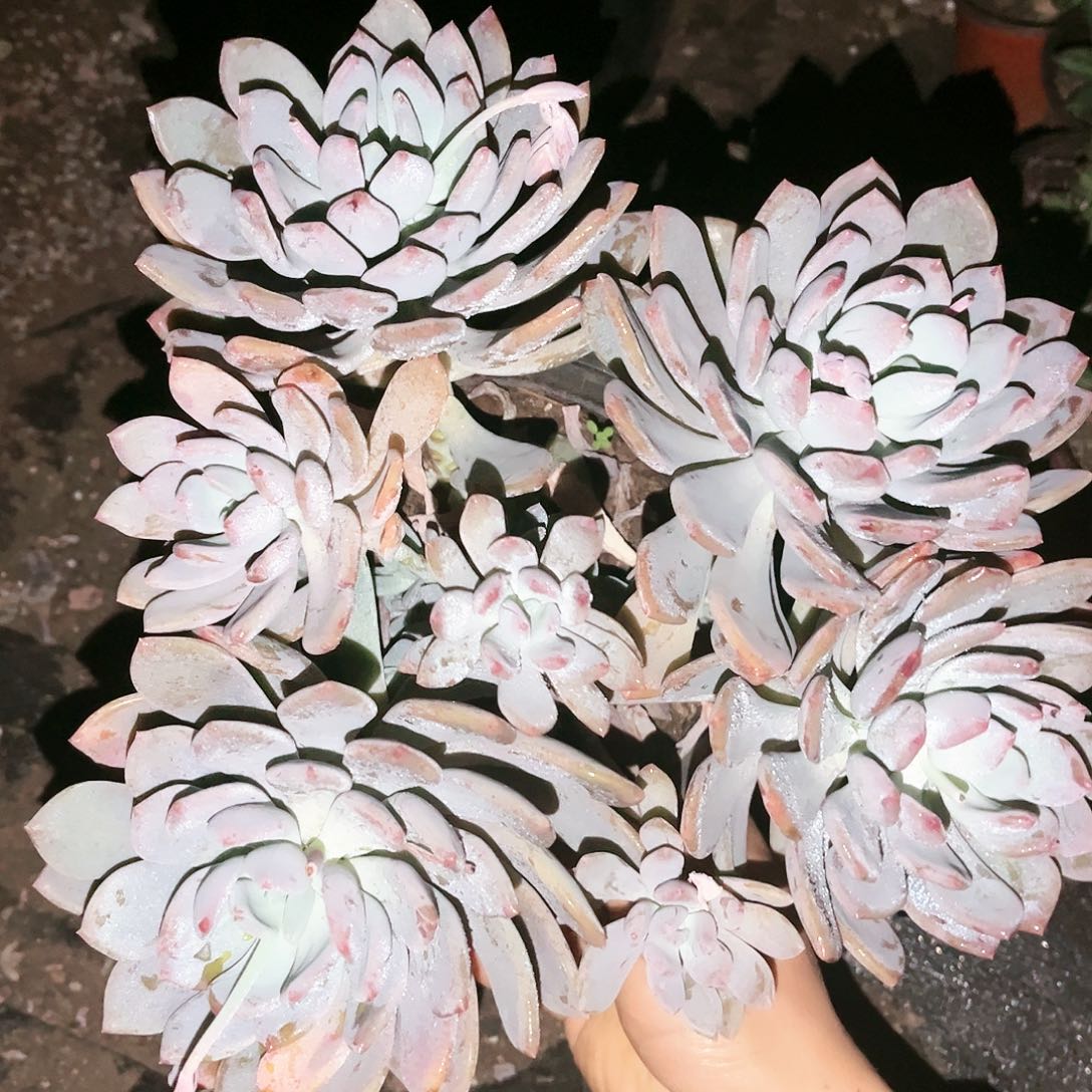 灰姑娘9.99多肉植物