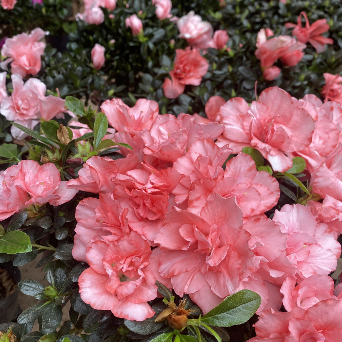 【比利时杜鹃】西洋杜鹃重瓣品种