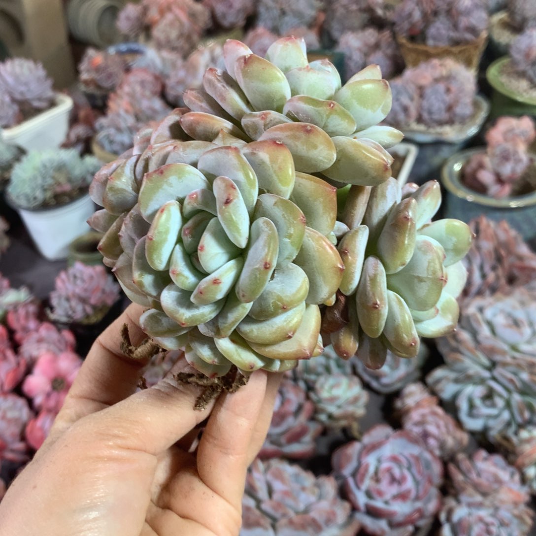 9头加小缀石榴籽哈哈哈哈哈哈哈哈哈，
