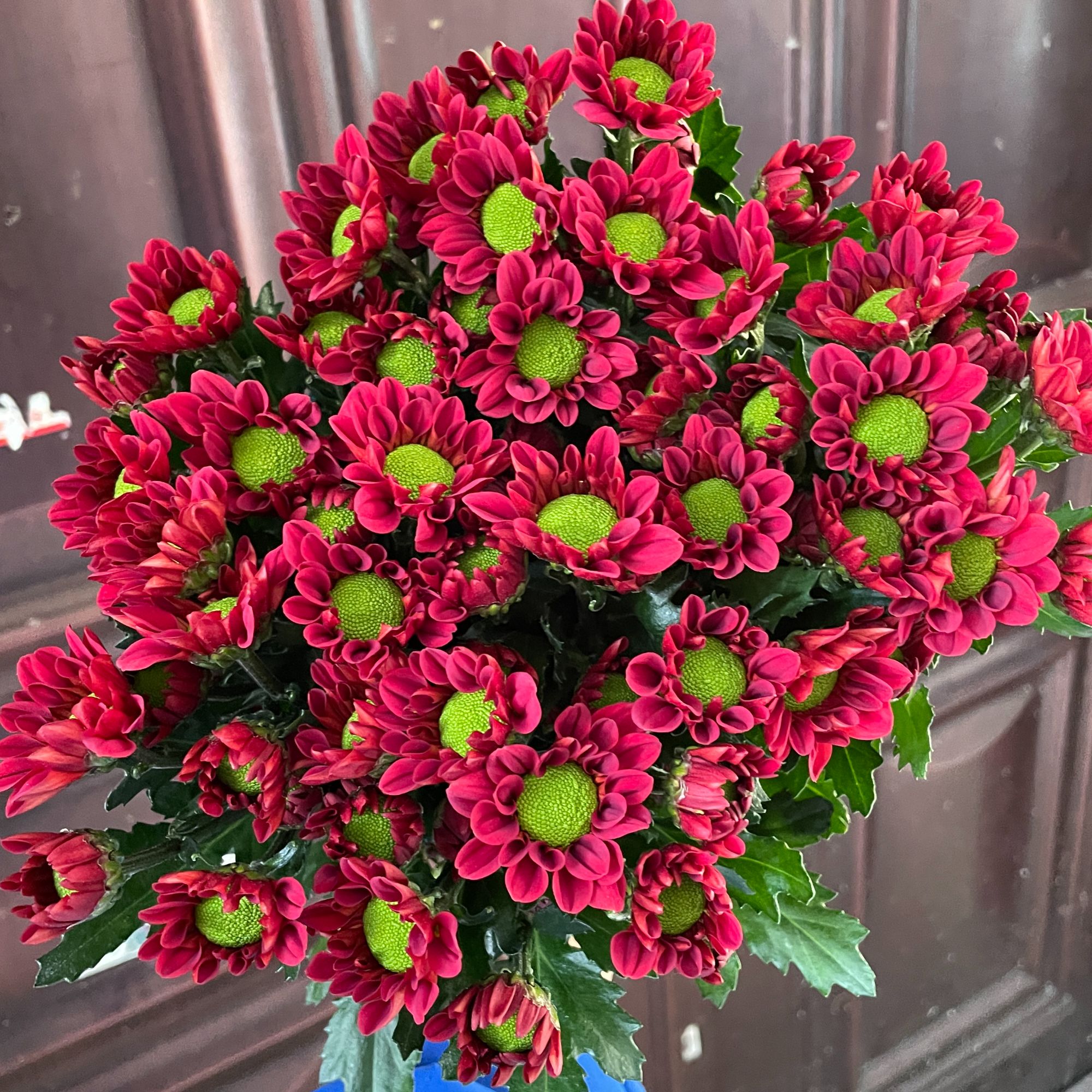 不知名红小菊全店1-5扎一个运费