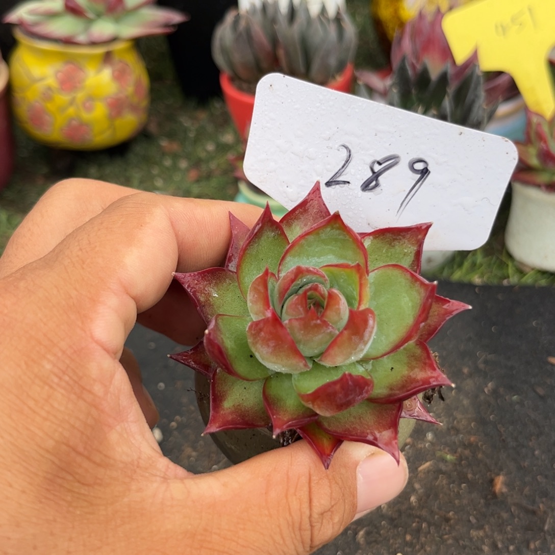 惊鸿一物一拍包装收缩花旱289