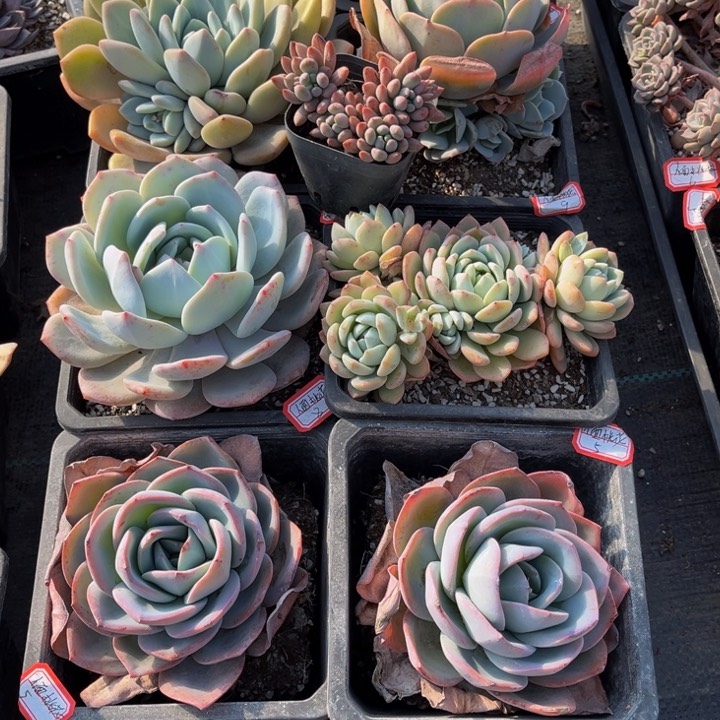 人**花桃梦玉杯东云❄️橙千山雪橙布鲁蓝