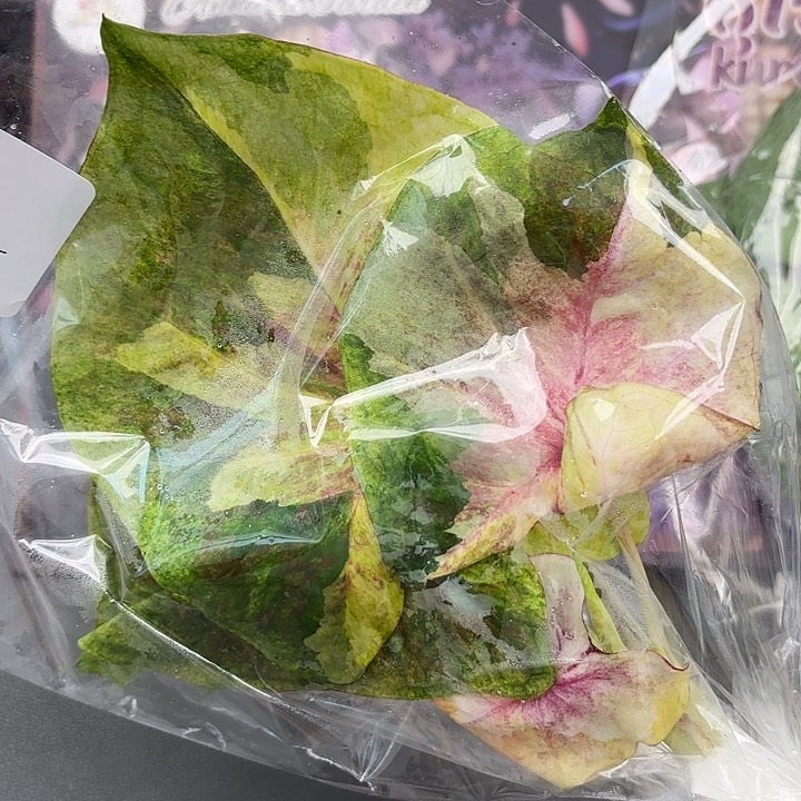 131-0525月亮光辉现货