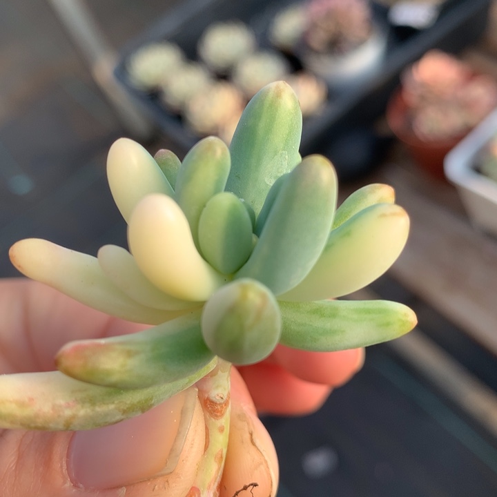 乙女心锦多肉植物