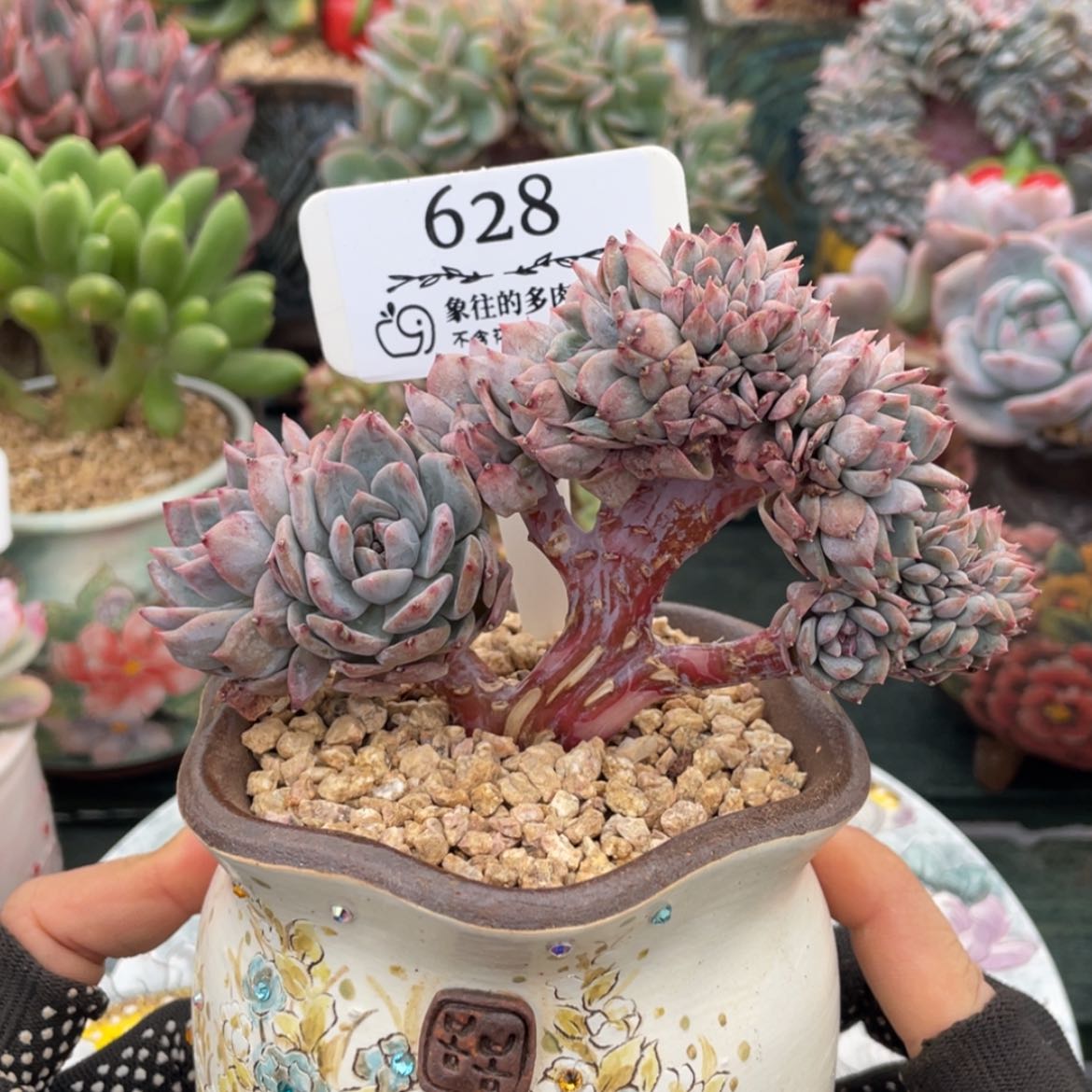 【闪购商品】星影628