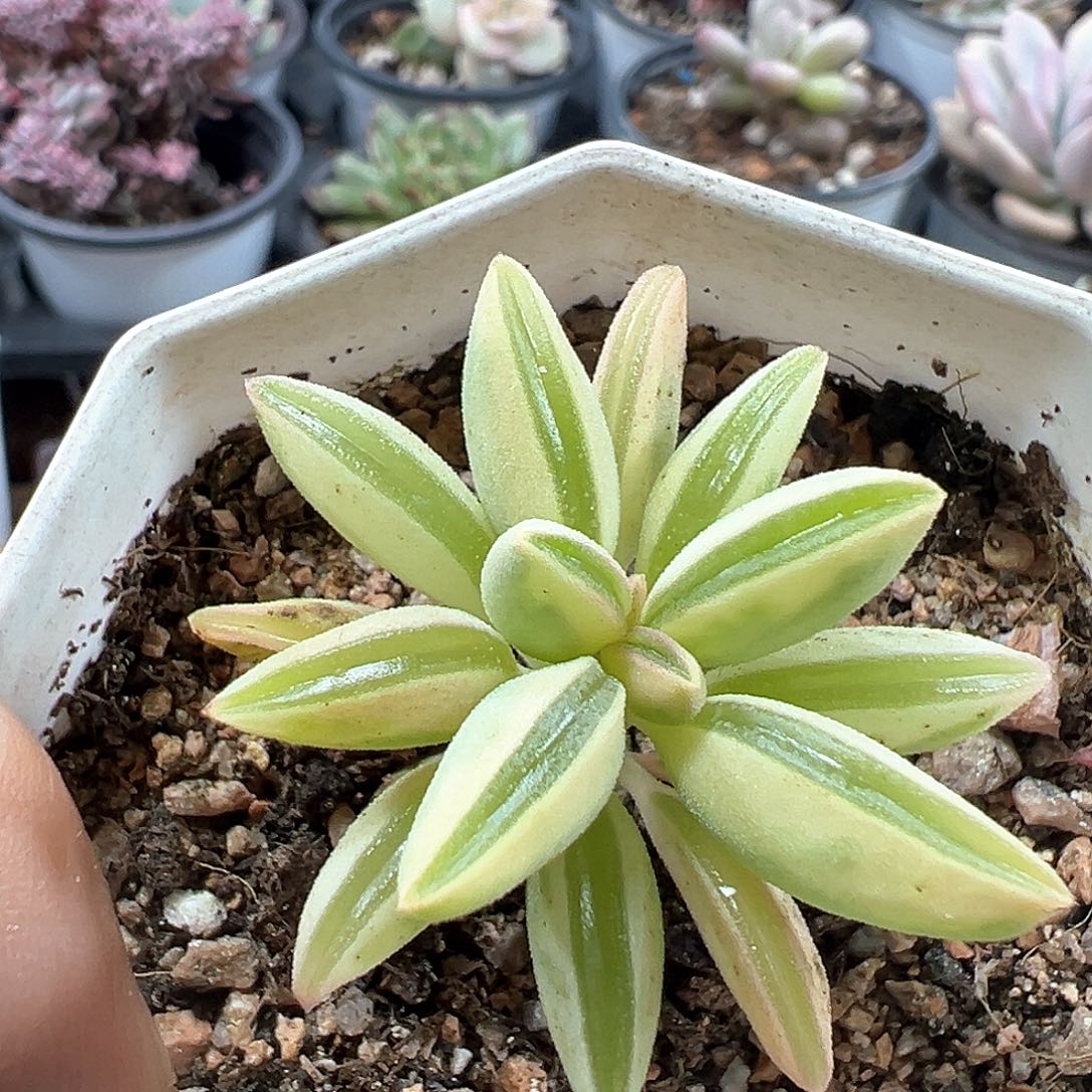 椒草锦 小方花圃一物一拍