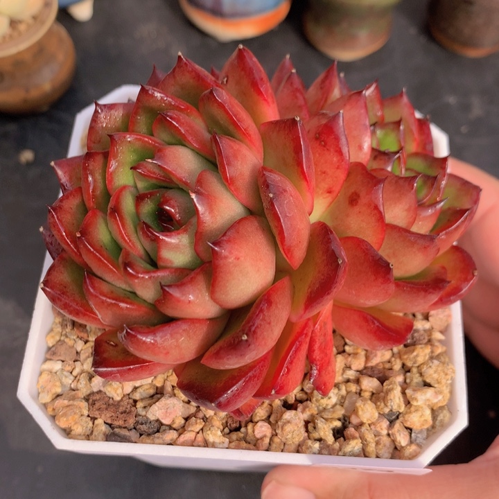 一物一拍含盆土满38包邮A374